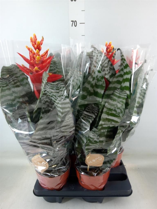 <h4>Aechmea   ...</h4>