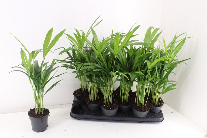 <h4>DYPSIS LUTESCENS</h4>