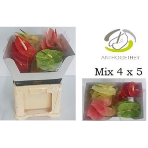 Anthurium Mix Surprise