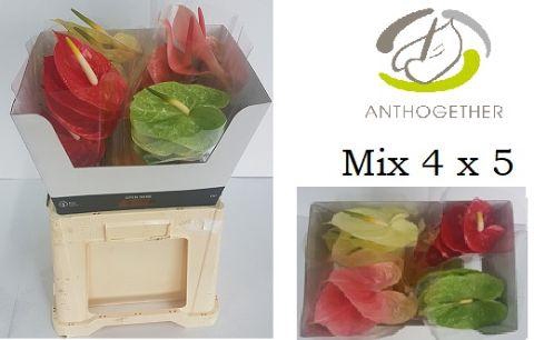 <h4>Anthurium Mix Surprise</h4>