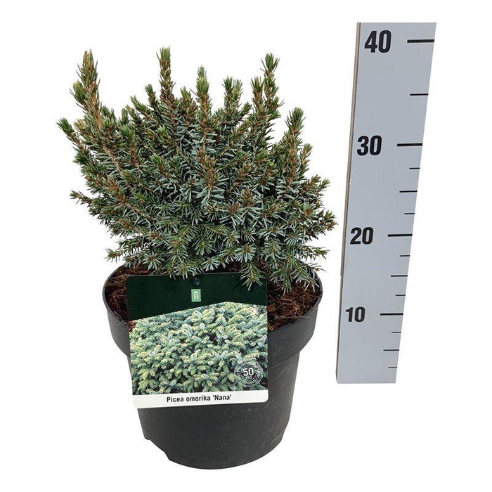 <h4>Picea omorika 'Nana'</h4>