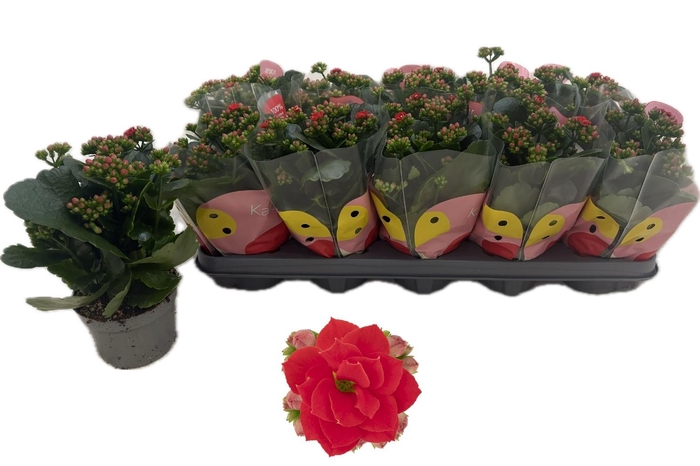 Kal Ge Rf Noelle Red