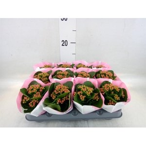 Kalanchoe  'RoseFlow Harlow'