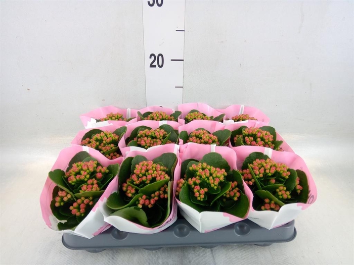 <h4>Kalanchoe  'RoseFlow Harlow'</h4>