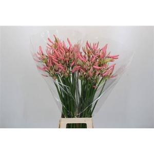 Nerine Casandra Zalm