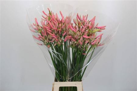 <h4>Nerine Casandra Zalm</h4>