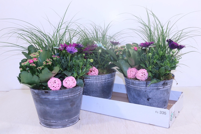<h4>ARR TUINPLANTEN</h4>