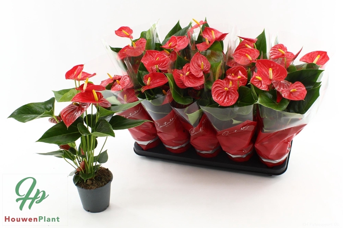 <h4>ANTHU AN ESUDO</h4>