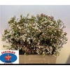 Chame Uncinatum Ziv White 60cm