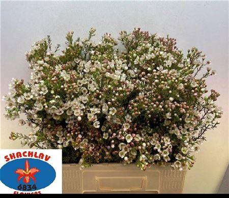 Chame Uncinatum Ziv White 60cm
