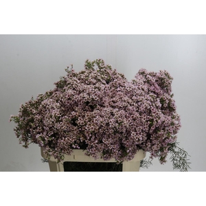 Chamelaucium Jupiter Solar