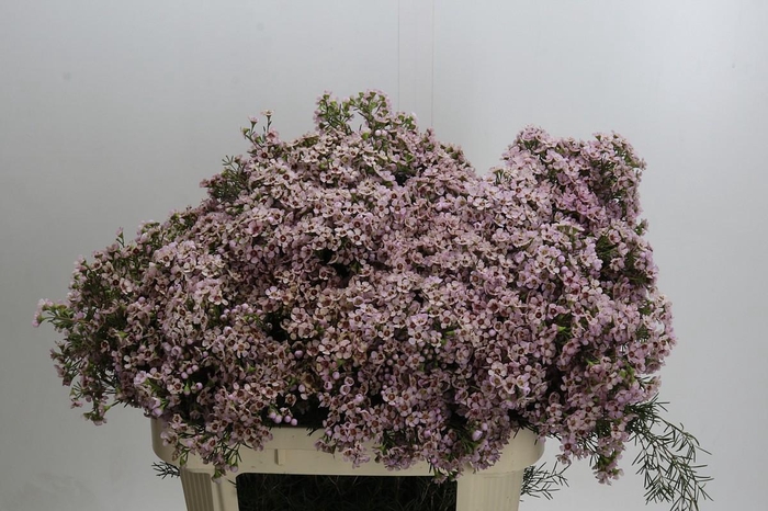 <h4>Chamelaucium Jupiter Solar</h4>