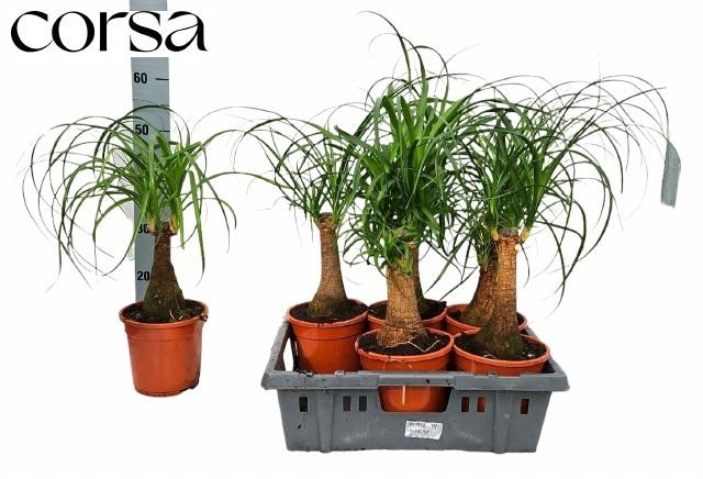 <h4>BEAUCARNEA RECUR</h4>