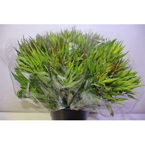 Ascl Incarnata X5