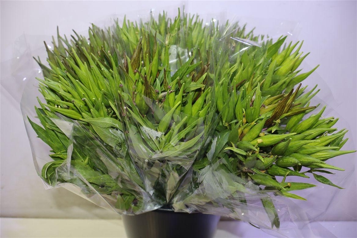 <h4>Ascl Incarnata X5</h4>