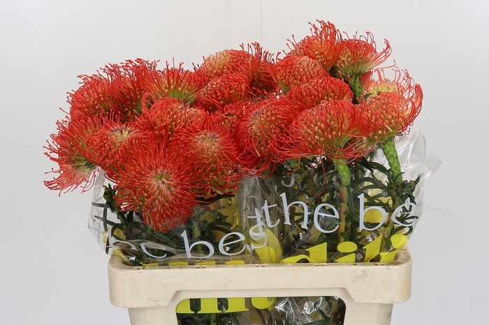 <h4>LEUCO CO SUCCESSION</h4>