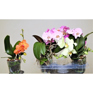 PHAL OV