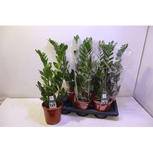 arr8 Zamio Zamiifolia