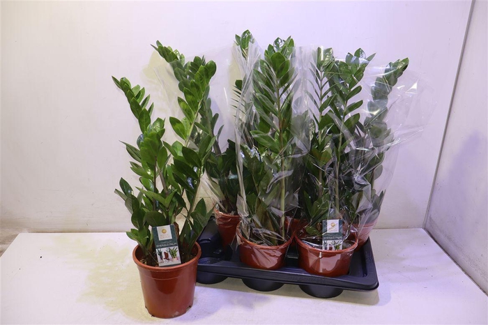 <h4>arr8 Zamio Zamiifolia</h4>