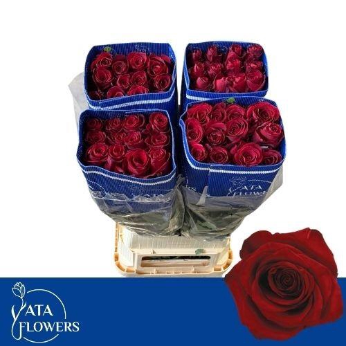 <h4>R Gr Explorer L9</h4>