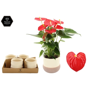 Anthurium 12 cm Esudo in Imperfect Bag ceramics