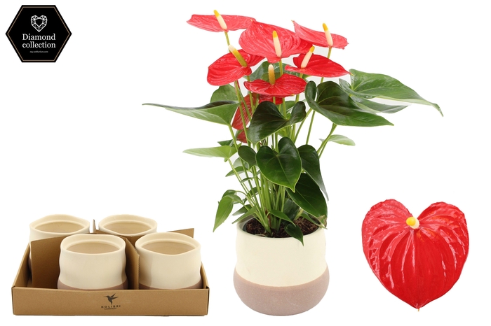 <h4>Anthurium 12 cm Esudo in Imperfect Bag ceramics</h4>