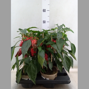 Capsicum annuum   ...paprika