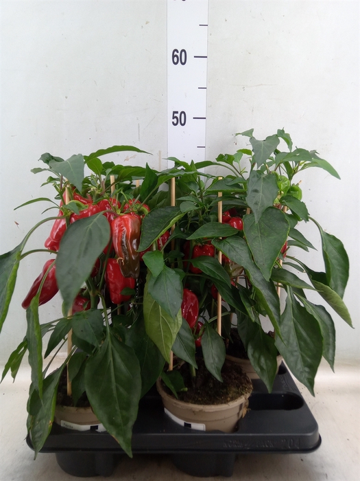 <h4>Capsicum annuum   ...paprika</h4>
