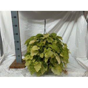 TOLMIEA M VARIEGATA