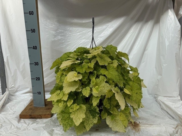 <h4>TOLMIEA M VARIEGATA</h4>