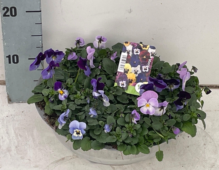 <h4>VIO CO SOR XP GEM</h4>