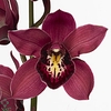 Cymbidium Risto Doos