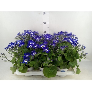 Pericallis cr. 'Senetti Violet Bic'