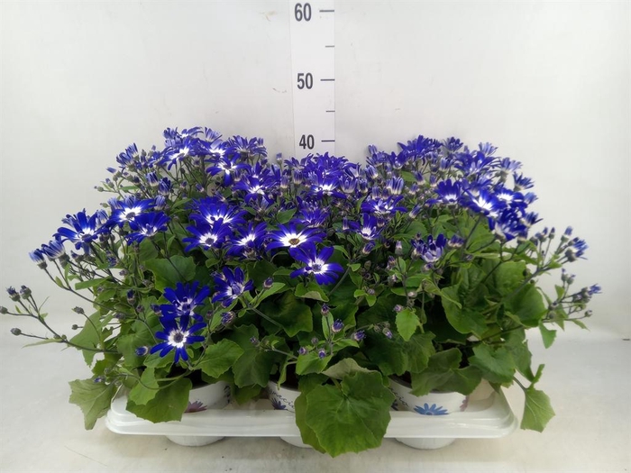 <h4>Pericallis cr. 'Senetti Violet Bic'</h4>