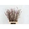 SALIX RED PASSION 080CM