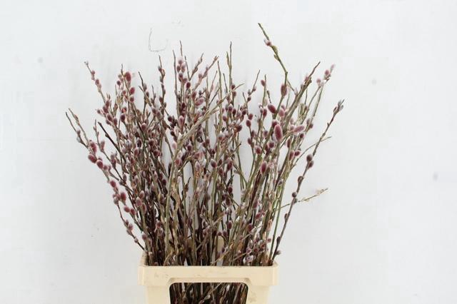 SALIX RED PASSION 080CM