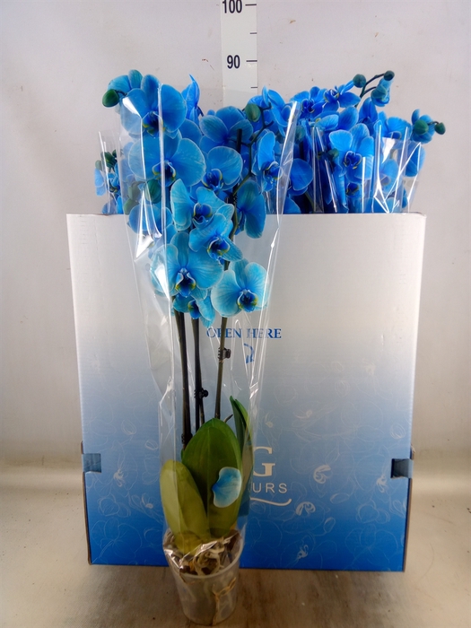 <h4>Phalaenopsis   ...</h4>