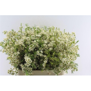 Chamelaucium Ofir White