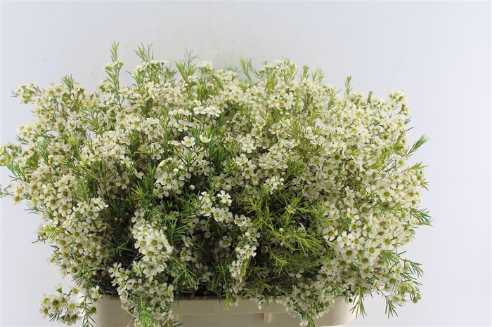 <h4>Chamelaucium Ofir White</h4>