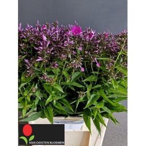 PHLOX P KIRCHENFUERS
