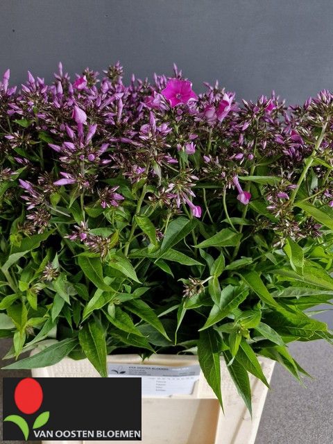 <h4>PHLOX P KIRCHENFUERS</h4>
