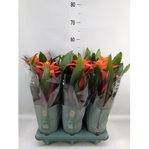 Guzmania  'Fiero Orange'