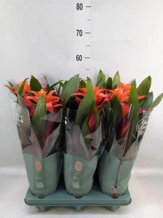 <h4>Guzmania  'Fiero Orange'</h4>