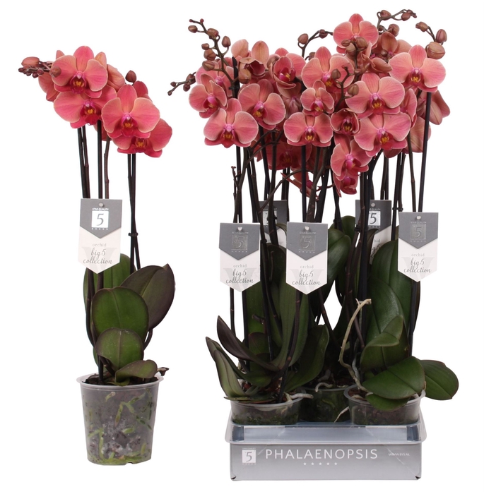 <h4>Phalaenopsis Narbonne</h4>