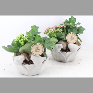 arr2 PL - Ker. vogelschaal indoor