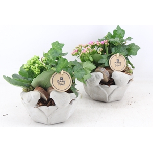 arr2 PL - Ker. vogelschaal indoor