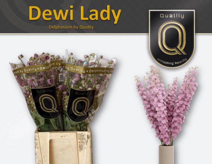 <h4>DELPH DU DEWI LADY 70CM X40</h4>