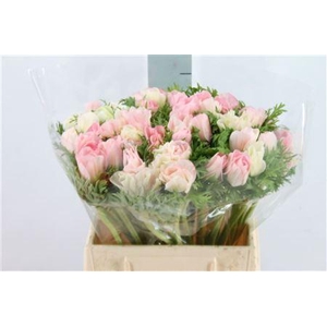 Anemone Mistral Super Light Pink