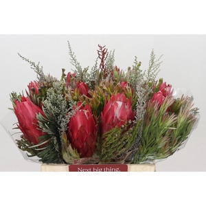 BQ Protea Cynaroides SFB
