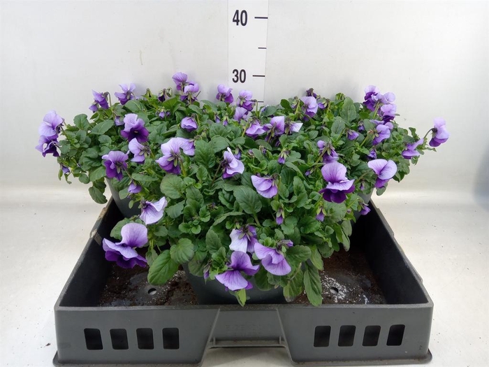 <h4>Viola corn. 'Evo Mini Violet Beaco'</h4>